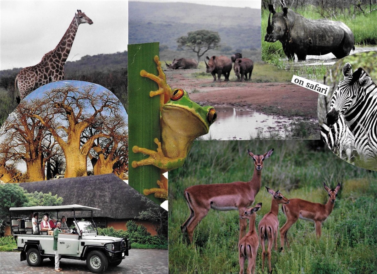 Lions, Rhinos, & Zebras, Oh&nbsp;My