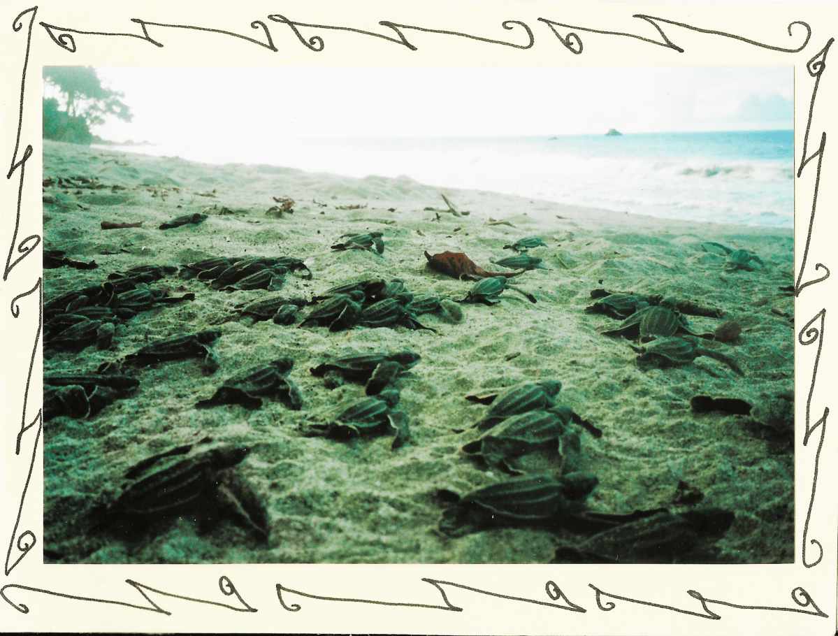 Wonders of God’s Creation:&nbsp;Trinidad